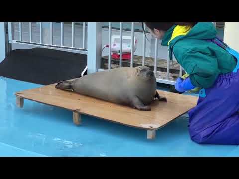 This Chonky Seal Climbing Onto A Weighing Scale Is Absolutely Adorable