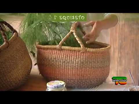 Ogni erba che guarda in su ha la sua virtù lequiseto   14 07 2017