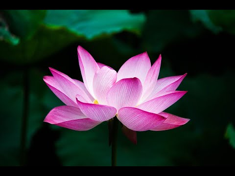 #Alex Cortes x The Wavez (feat #Rm music