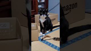 猫三匹の日常vlog やっぱり一人占めしたい猫