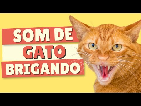 Som De Gato Brigando | Som De Gato Bravo