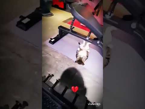 cat is a 🔥 #cat #shorts