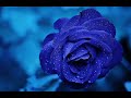 Bob Dylan - Dreamin' Of You (Piano version, Lyrics)