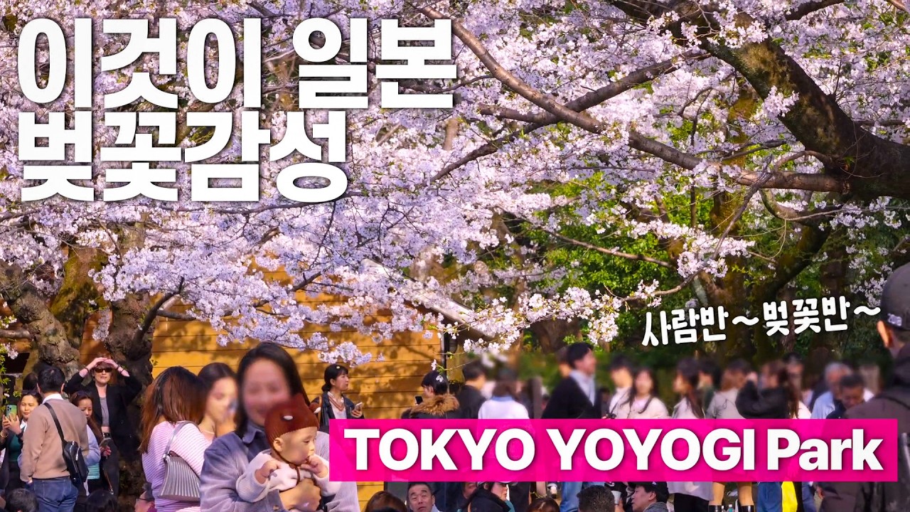 도쿄 봄이구나~~ 벚꽃놀이하러 요요기공원갔는데 사람반 벚꽃반...이거 맞아?