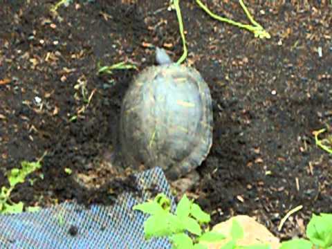 pourquoi la tortue s'enterre