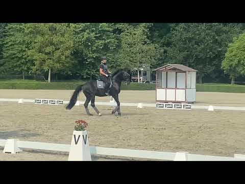 Tolegro reift immer mehr zum Grand Prix Pferd! 🥰