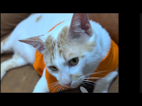 Krish's cuteness loaded #love #funny #cat #krish #pets #trending 