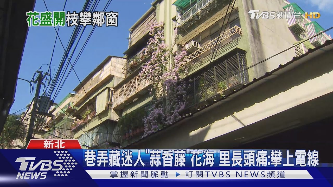 巷弄藏迷人「蒜香藤」花海 里長頭痛:攀上電線