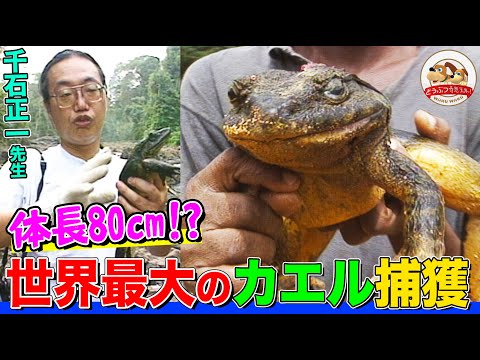 ゴリアテガエル