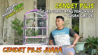 Download lagu Perawatan Cendet Pilis Susah Gacor dan Ngejar Orang Atau Pemiliknya mp3 Download lagu Perawatan Cendet Pilis Susah Gacor dan Ngejar Orang Atau Pemiliknya mp3