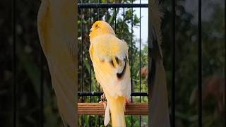Download lagu pancingan kenari paud agar bunyi | kenari gacor #burung #kenari #masteranburung mp3
