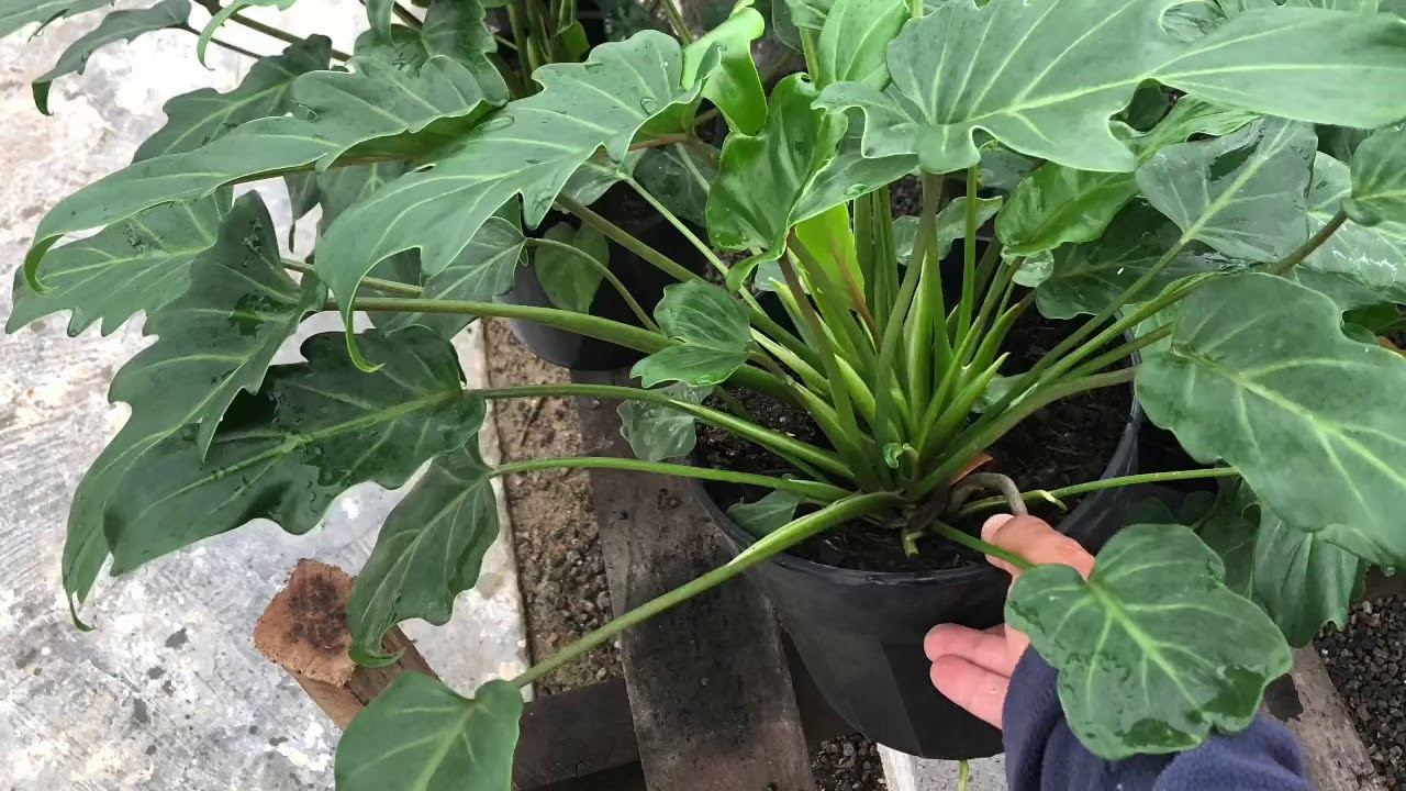 Sitio Kadoguchi (PLANTAS ORNAMENTAIS E DICAS DE CULTIVO)