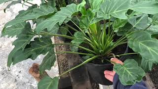 Sitio Kadoguchi (PLANTAS ORNAMENTAIS E DICAS DE CULTIVO)