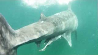 Swimming with Basking Sharks, Outer Hebrides, Scotland