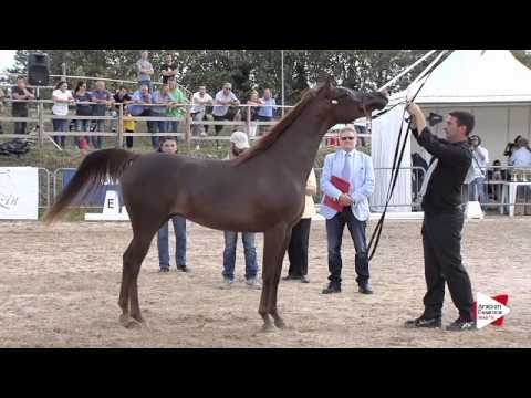 N.38 SS NINA RICCI - Bergamo 2015 - Fillies 2 years old (Class 3B)
