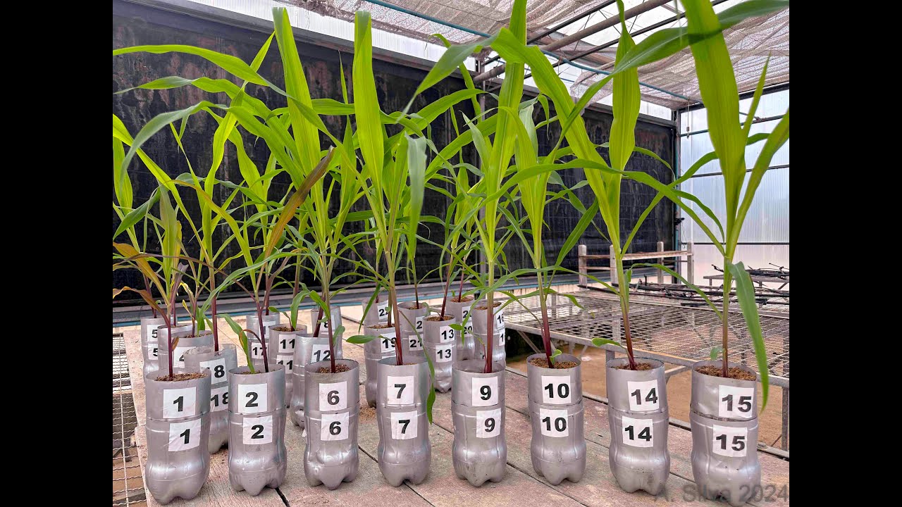 Milho no Cerrado Roraimense - A Importância do Fósforo