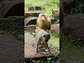 Monkey Sex Like Man And Watching Lifestyle Of Monkey Is Very Smart Subscribe For More Videos