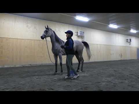 Primawera by Wadee al Shaqab (QA) övar i ridhuset, 18 Augusti 2022