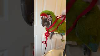 Introducing Harness to Baby Great Green Macaw