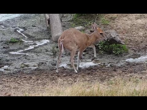 Djuma: Common Grey Duiker female- 07:23 - 05/11/19