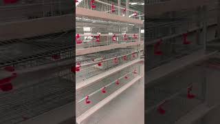 Download lagu H Type Layer Chicken Cage #layercage #chickencage mp3