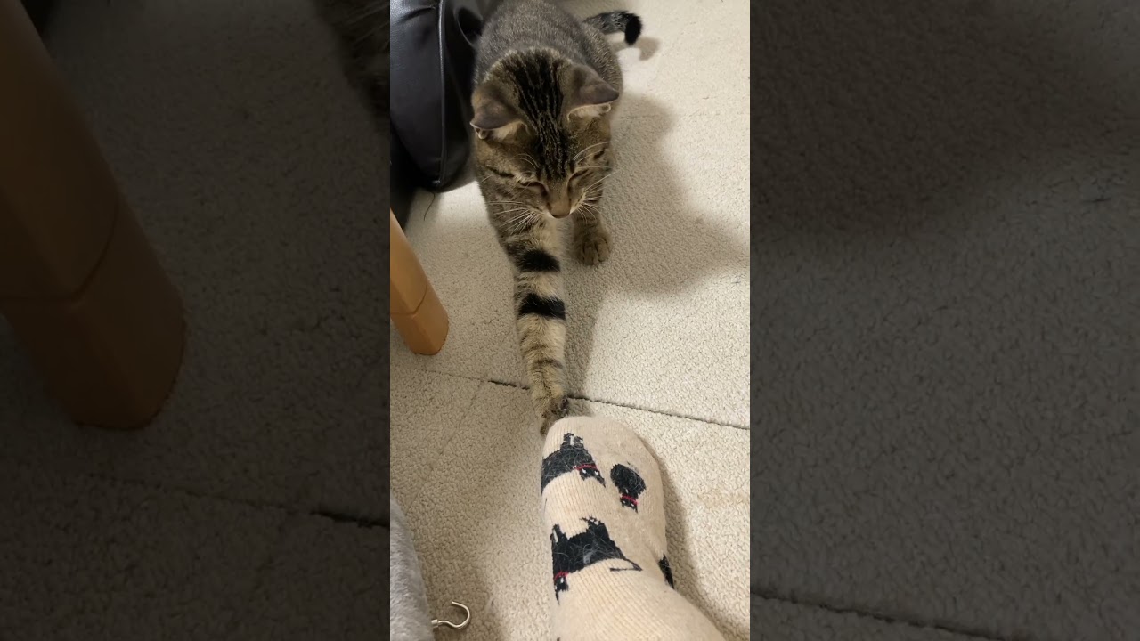 うちに黒猫いたっけ笑＃shorts