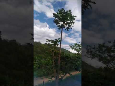 sítio jardins Borborema Pirpirituba bananeiras Brasil paraíba