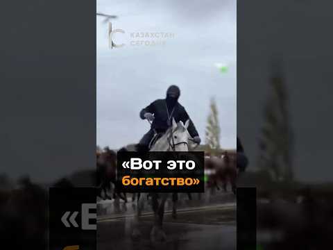 «Вот это богатство»#новости#казахстан#лошади