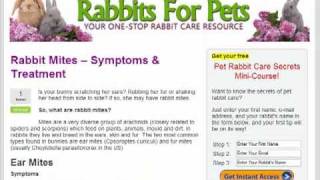 Rabbit Mites - Treatment for Pesky Rabbit Mites