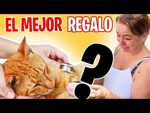 MASCOTA Vuelve después de 5 DÍAS ¡Final inesperado y FELIZ para nuestro Gato! + CUMPLEAÑOS