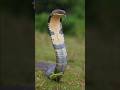 Awesome Facts About King Cobra Kingcobras Snake Shorts