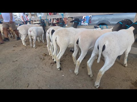 VILA JERIMUM T.N-PE 07/12/2025 FEIRA DE CAPRINOS E OVINOS 