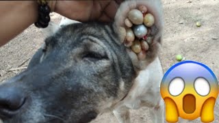 #Funny# dogs# and try find ticks every day from my poor puppy#123🐕🐶