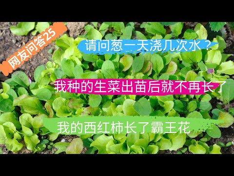 , title : '网友问答 第25期：请问葱一天浇几次水？我种的生菜出苗后就不再长了，而且颜色变淡，不知道是什么原因？我的西红柿毎株都长了霸王花并且有几株不再向上长'