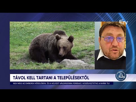 24plusz: Településeken a medvék. Mit lehet ez ellen tenni?