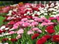 Antonio Vivaldi - La Primavera Antonio Vivaldi - La Primavera