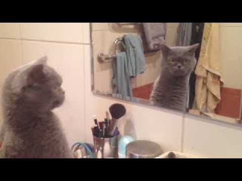 Cat admires himself in the mirror - YouTube