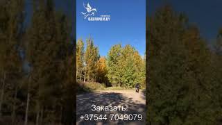 Видео Петарды Биг Джамбо (FPC222) d8Ngd5sQmm8