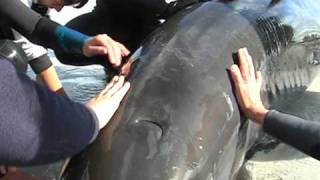 preview picture of video 'Pilot whales beached at Kommetjie near Cape Town'