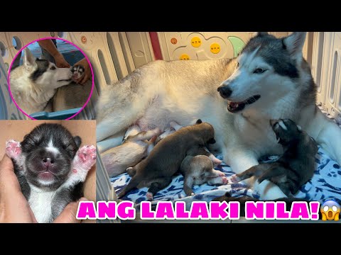PUPDATE | Malia’s 10 Day Old Agouti Pups! | ANG LAKI NILA! | Husky Pack TV