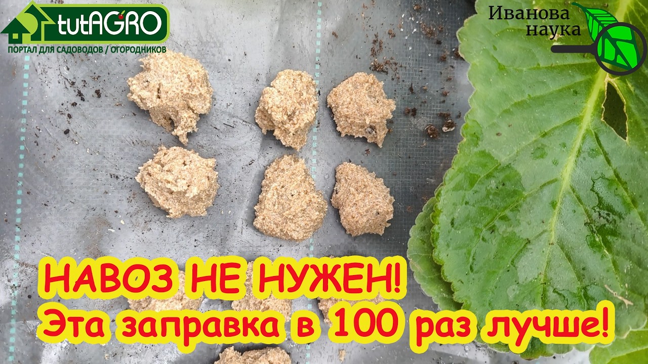 Забудьте про навоз и крапиву! 1 компонент в лунку — огурцы прут как бешеные. Л