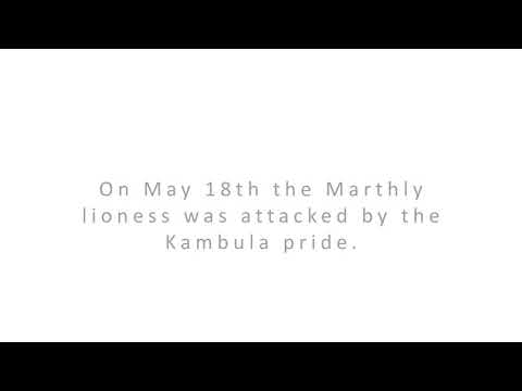 Tsalala liones and her Cub UPDATE