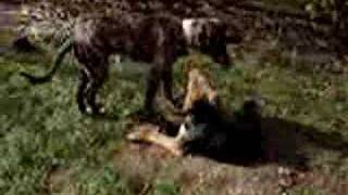 Max and Bailey In The Garden