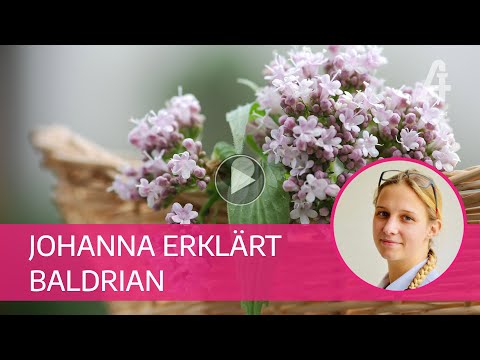 Apotheker-Gall - Johanna erklärt Baldrian