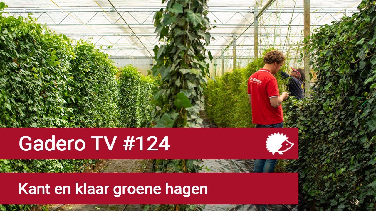 #124 Kant en klaar groene hagen van Mobilane