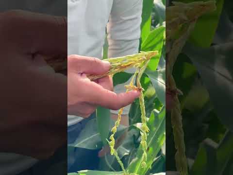 Makkajo'xori va boshqa ekinlarni qurtlardan himoya qilish