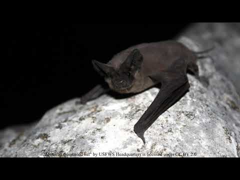 1st YouTube video about are there bats in florida