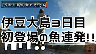 【東京都釣り】伊豆大島3日目。続爆釣!!!