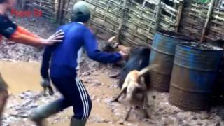 Download lagu Adu Babi Besar Terbaru Gokil mp3 Download lagu Adu Babi Besar Terbaru Gokil mp3