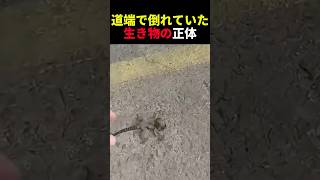 道端で倒れていた生き物の正体 #動物 #ペット #かわいい #癒し #animals #マーモット